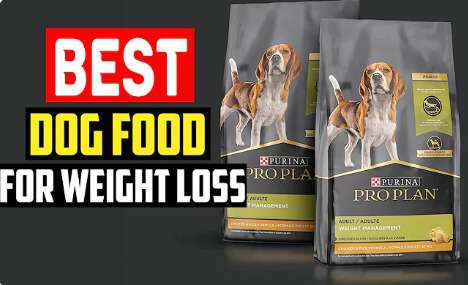 top recommended dog food for weight loss