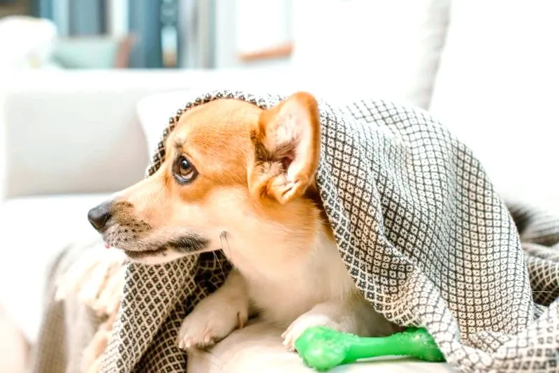 Home Remedies for Dog Cough