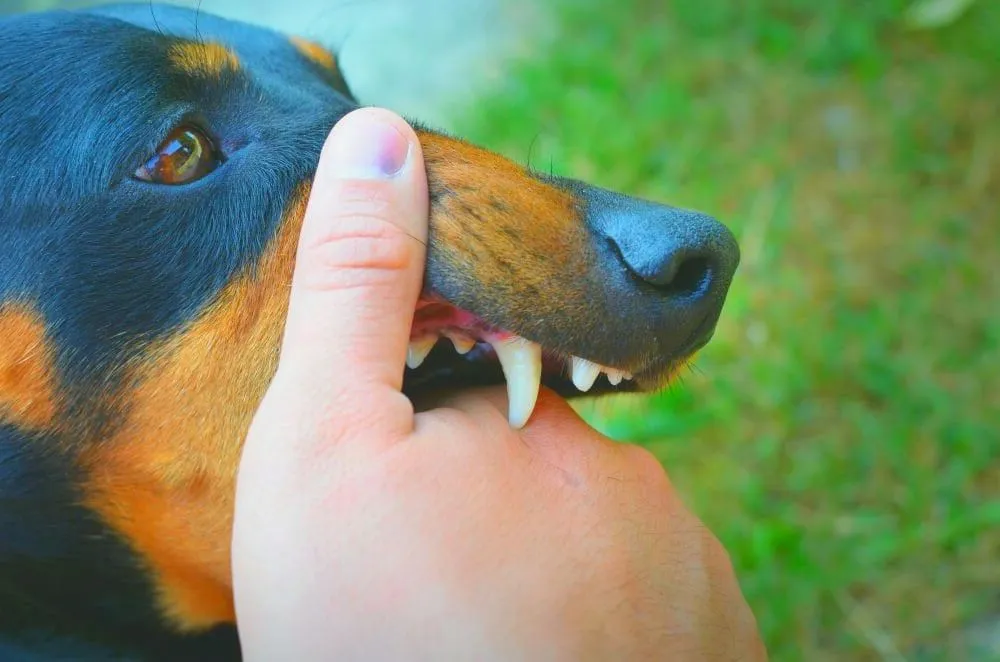 How to Stop Dog From Biting - Copy