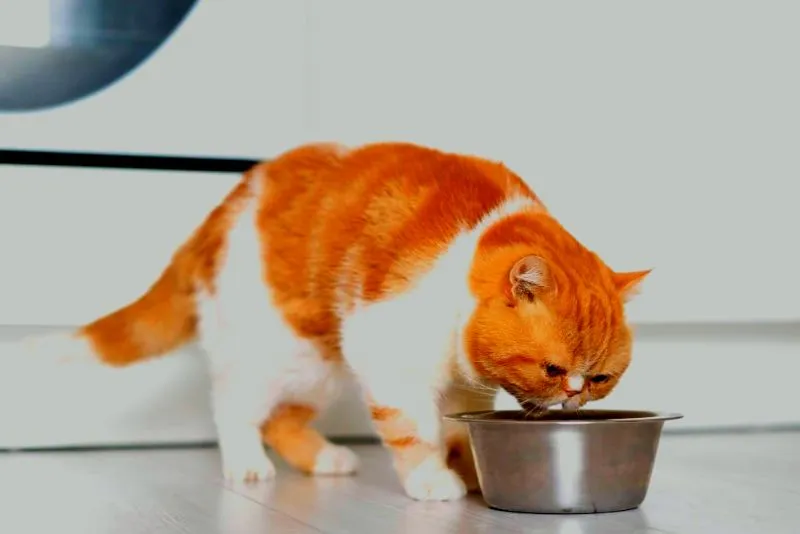 What Human Foods Cats Can Eat