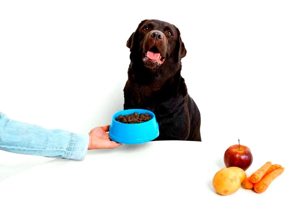 best dog food for weight loss