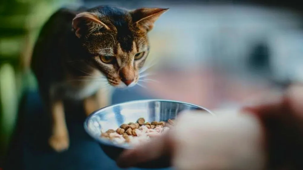 how-to-feed-a-cat