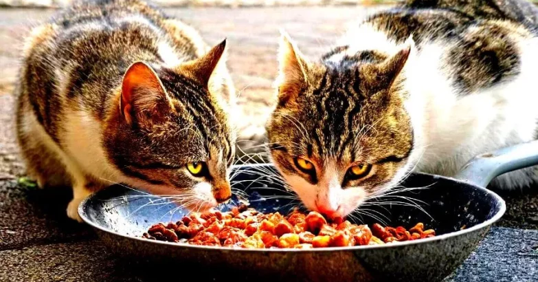 Can Cats Eat Dog Food