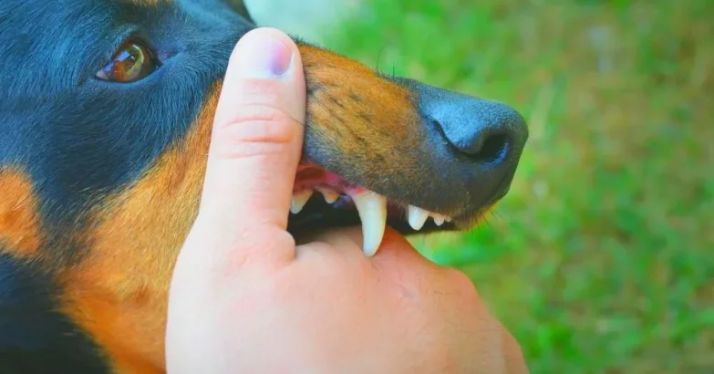 How to Stop Dog From Biting