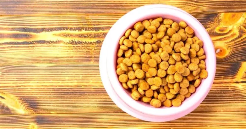 Is Raw Cat Food Good for Cats