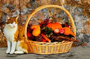 What Fruits Can Cats Eat