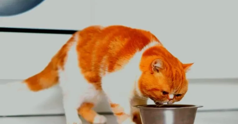 What Human Foods Cats Can Eat