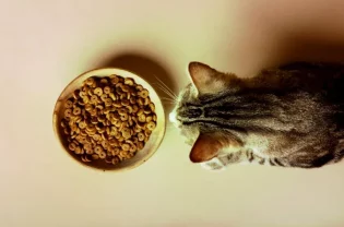 What Is Natural Cat Food