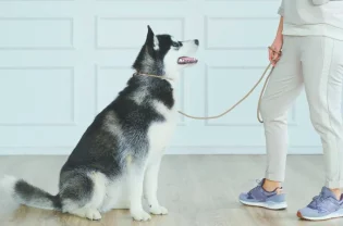 how to potty train a dog
