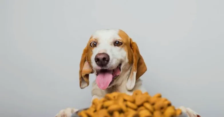 what's the best dog food for diabetes